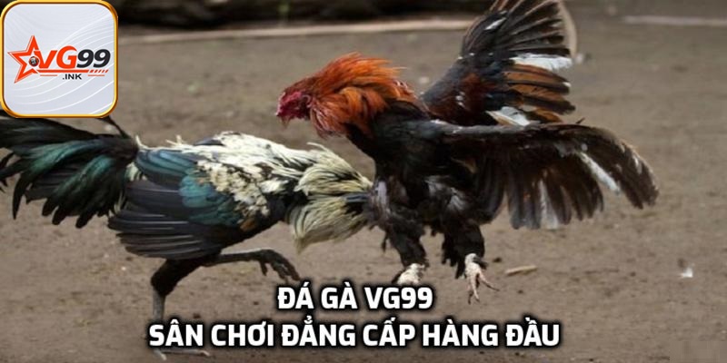 Đá gà trực tuyến với sự ưa chuộng của nhiều cược thủ